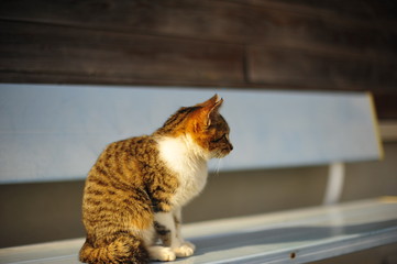 Search Photos Domestic Cat