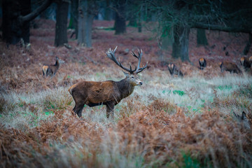 Red deer stag is grazing at early morning in winter at Richmond Park, historical Royal park of England 