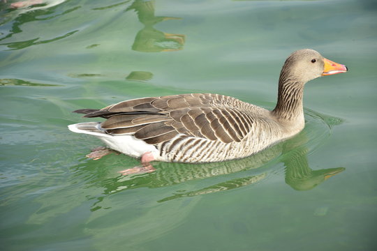 Ente schwimmt im Gr&uuml;nen Wasser