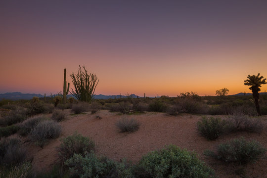 Arizona deserts are home to many different types of cacti. Silhouettes that show the different shapes of these Southwest USA beauties are pictured against setting sun backdrop in these nature photos 