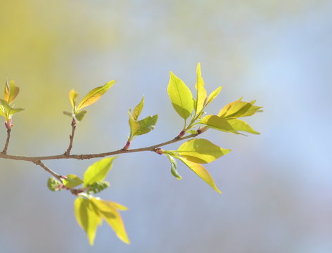 白樺の芽吹き