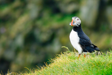 Puffin holding fish in his mouth