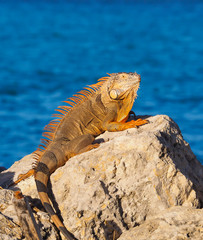 Portrait of Colorful Iguana laying on Rock