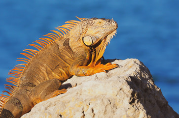 Fototapeta premium Portrait of Colorful Iguana laying on Rock