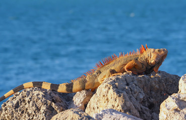 Portrait of Colorful Iguana laying on Rock