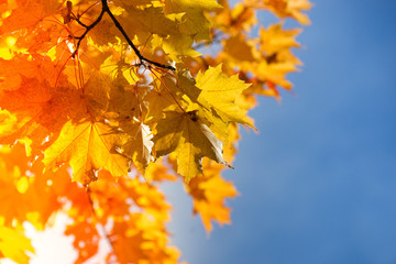 Autumnal maple leaves