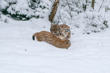 fighting lynx in the snow portrait © Andrea Izzotti