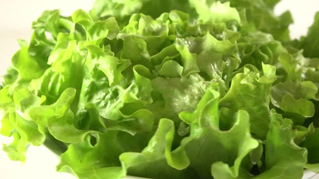 fresh lettuce