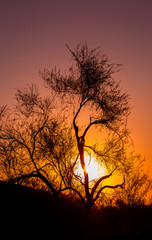 sun sets behind the branches of desert plants creating silhouettes and orange skies detailing the branches and thin trunks