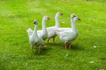 Weiße Hausgänse auf einer Wiese