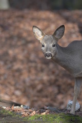 Deer in light