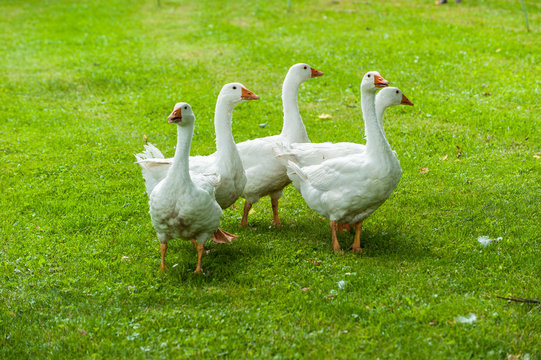 Wei&szlig;e Hausg&auml;nse auf einer Wiese