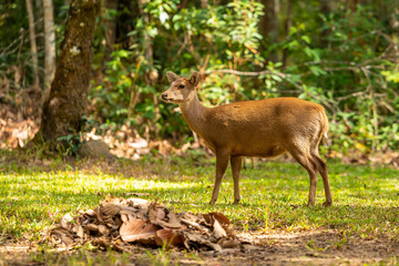 Hog deers freely live in a national park of northeast of Thailand