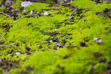 Beautiful green moss on the floor, moss close-up, macro. Beautiful background of moss for wallpaper. Moss foreground