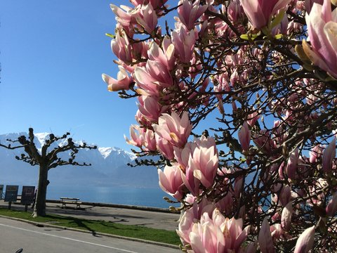 Spring on the lake