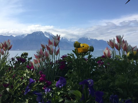 Spring on the lake