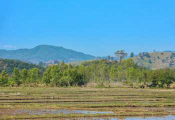 natural view of Thai country side rice fields, trees and mountain background.