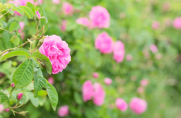 Fototapeta premium Rose Damascena fields. Dmasc rose. Selective focus, copy space, macro, close up. Bulgarian rose valley near Kazanlak. 