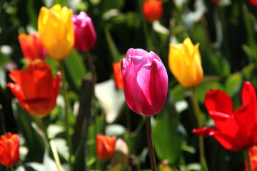 Fototapeta premium tulip flower, lale, krmz lale, red, red tulip