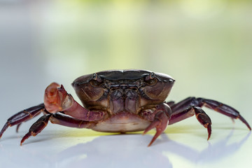 Crab (Field crab) Isolated on white background