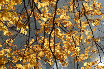 gold-gelb verfärbte Buchenblätter an Ästen