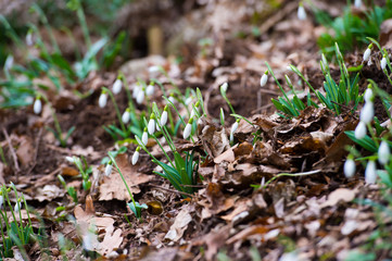 Naklejka na ściany i meble Snowdrop flowers in spring forest. 