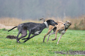 zwei spielende Galgos Espanols