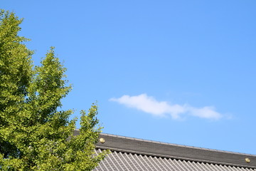 寺院の屋根と銀杏