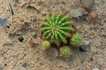 cactus plant on the sand.