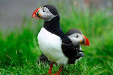 Puffins  the east fjords region