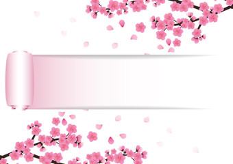 Cherry blossom flowers background. Sakura  pink flowers  background.