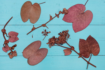 Leaves on blue wooden background.