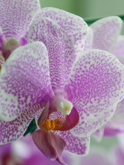 Orchideenblüte lila weiß