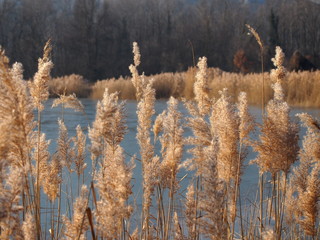 ginerio, cortaderia selloana