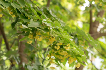 Close up of blooming linden branches during spring time.