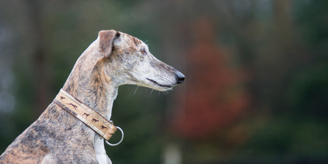 Galgo Portrait