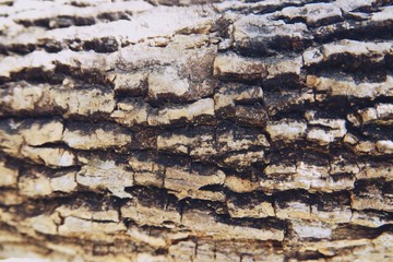 Close-up tree bark texture as a wooden background