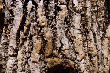 Close-up tree bark texture as a wooden background