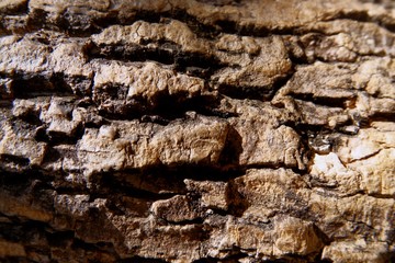 Close-up tree bark texture as a wooden background