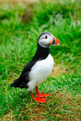 Puffins  the east fjords region
