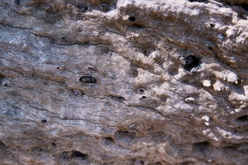 Close-up tree bark texture as a wooden background