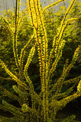 cacti in an intimate environment are showcased in these close ups of popular desert plants found in and around Phoenix, Arizona-city proper and wilderness areas. Each type unique and beautiful