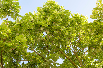 Blooming linden branches during spring time against blue sky.