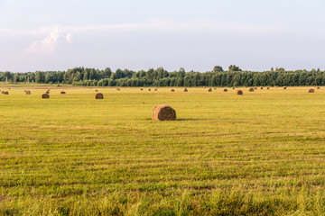 Fototapeta premium Hay rolls on a sloping field
