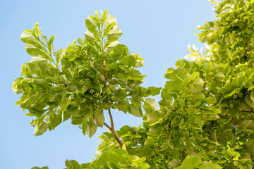 Blooming linden branches during spring time against blue sky.