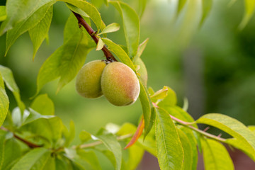 Young Sweet peaches growing on a peach tree.
