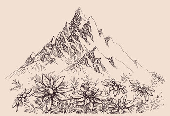 Mountain range and edelweiss flowers - 242149141