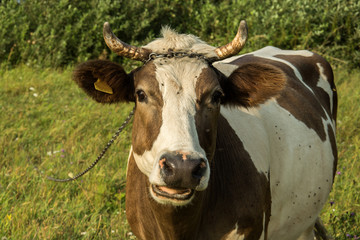 White-brown cow attached to a chain on a meadow