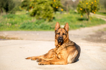 Pastor alemán tumbado en el suelo mirando a la cámara