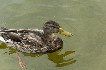 Female mallard duck floating in water - closeup